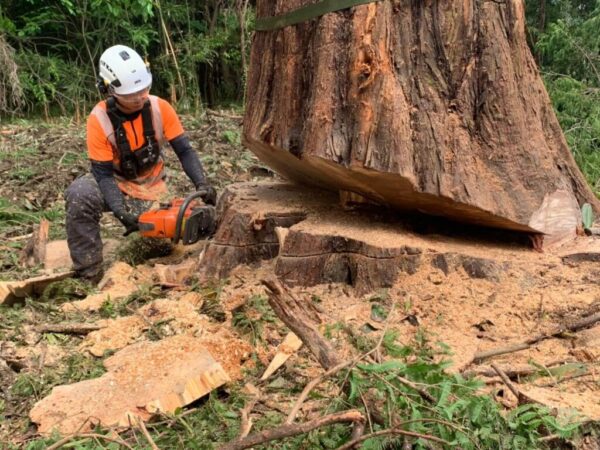 大木巨木の伐採・剪定